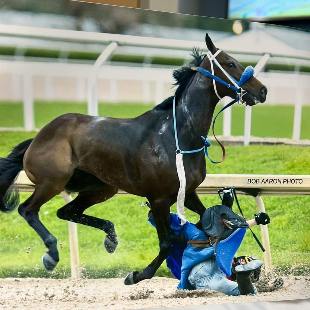 jlvgjockey's tweet photo. Deudis Peña Mora sufrio una caida en Gulfstream Park que le produjo varias costillas fracturadas al rodarse la silla del caballo que trabajaba.
📸 Bob Aaron
#dangerousjob https://t.co/OVkqdKSfJN