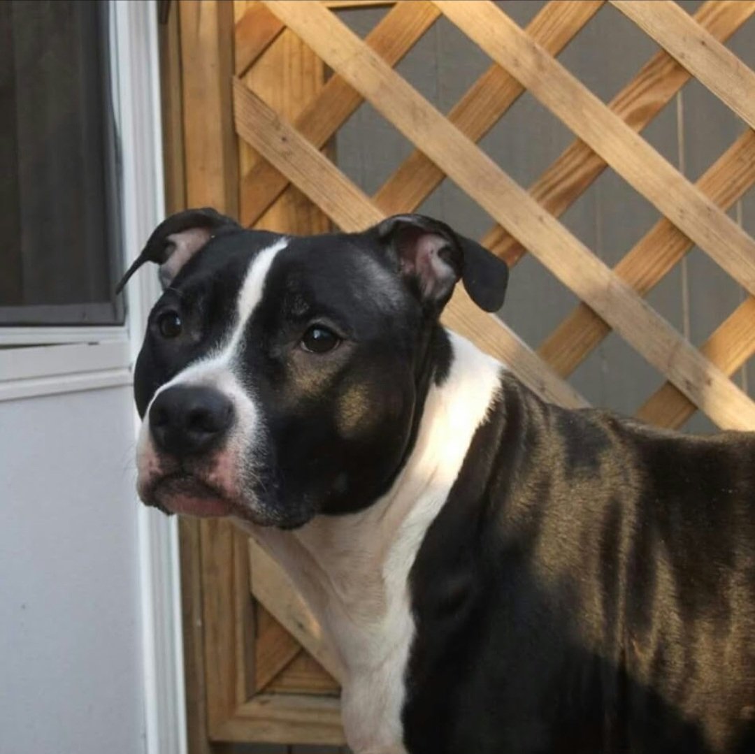 My beautiful Willow. My heart has never been the same since I lost her.