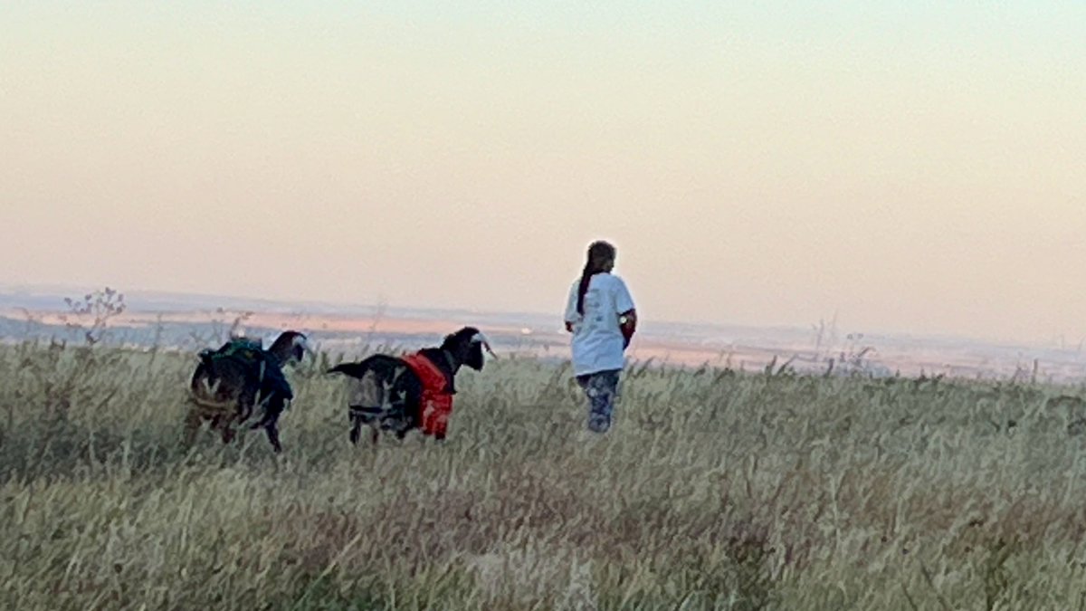 AliBanwell's tweet photo. Just a lady taking her two pack goats out for an evening stroll… 🐐🐐
#onlyinBoulder #Boulder https://t.co/mgasK8KjIo