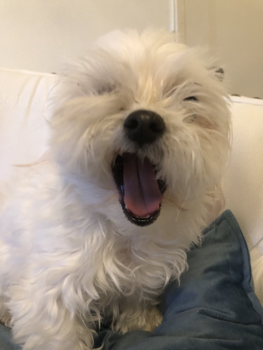 vincent_russian's tweet photo. What da dog doing? https://t.co/iER8FSS4qE