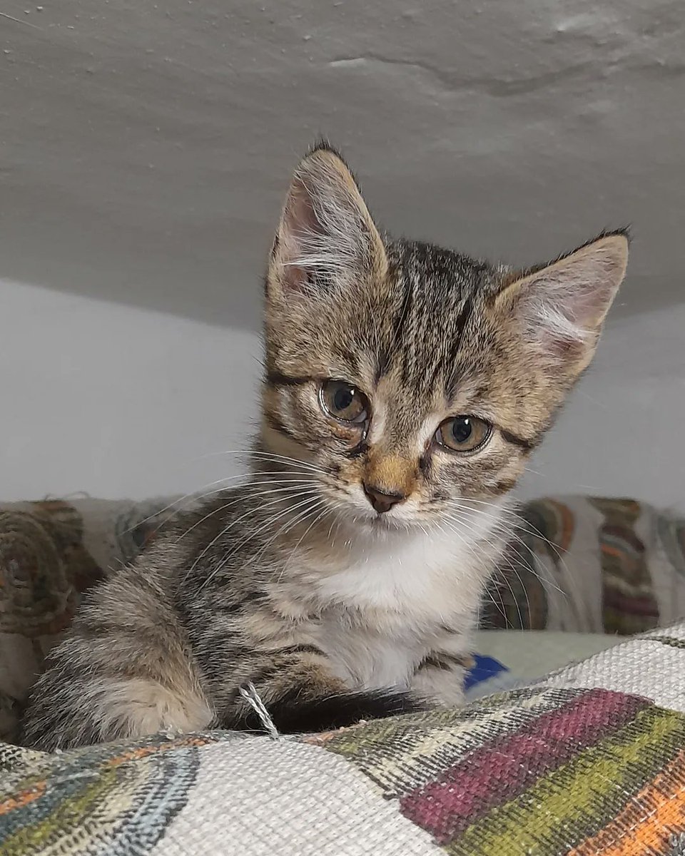 СДЕЛАЙТЕ, ПОЖАЛУЙСТА, РЕПОСТ ДЛЯ МАЛЫШЕЙ, ЧТОБЫ ОНИ БЫСТРЕЕ НАШЛИ СЕБЕ ДОМ. 

Котята, им около 2х месяцев, ищут себе дом.
Озорные, игривые, все как положено котятам. 

89030490038, пишите в ватсап