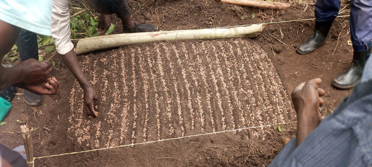 fmnrnetwork's tweet photo. Just like any other crop that is sown and managed in the garden, trees equally require adquate management and care especially during the early stages of establishment. Whether from seed or regenerating, take care of your trees. Some of the work FMNR Network supports. https://t.co/oJ4HtppYn9