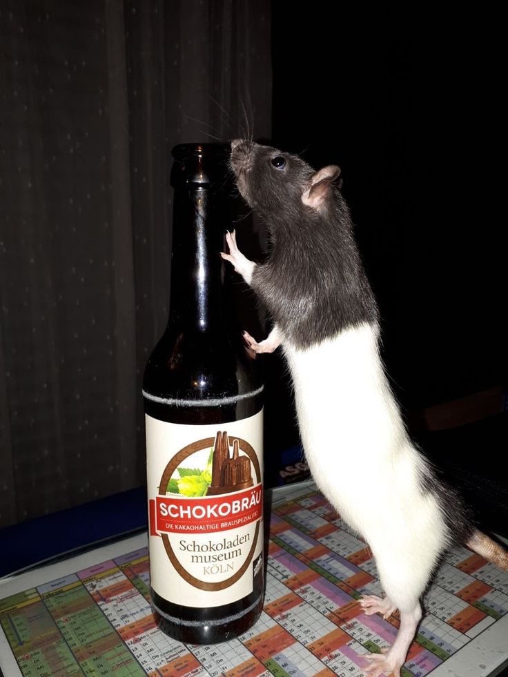 FayLPaints's tweet photo. @charlieuwo why are you letting him drink beer 😭😭😭🍺🍺🍺🍻🍻🍻🍻
@algerno64958694 https://t.co/B1D0uQhNfj