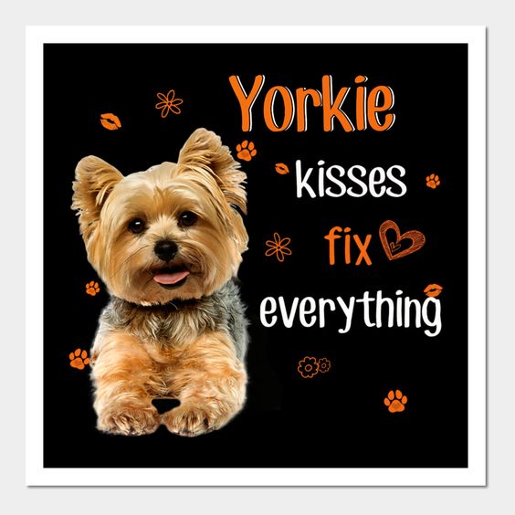 Yorkshire Terrier lovers club (@yorkshire__club) on Twitter photo 