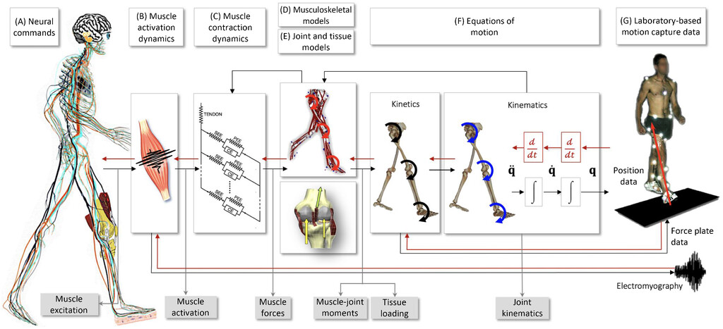 Check out the Editorial from the Guest Editors!! 

This article is featured in a special edition of <a href="/JApplBiomech/">Journal of Applied Biomechanics</a> that celebrates the 50th anniversary of <a href="/ISBiomechanics/">IntSoc Biomechanics</a> 🎉 

Read about the history and future of neuromusculoskeletal biomechanics here: 

doi.org/10.1123/jab.20…