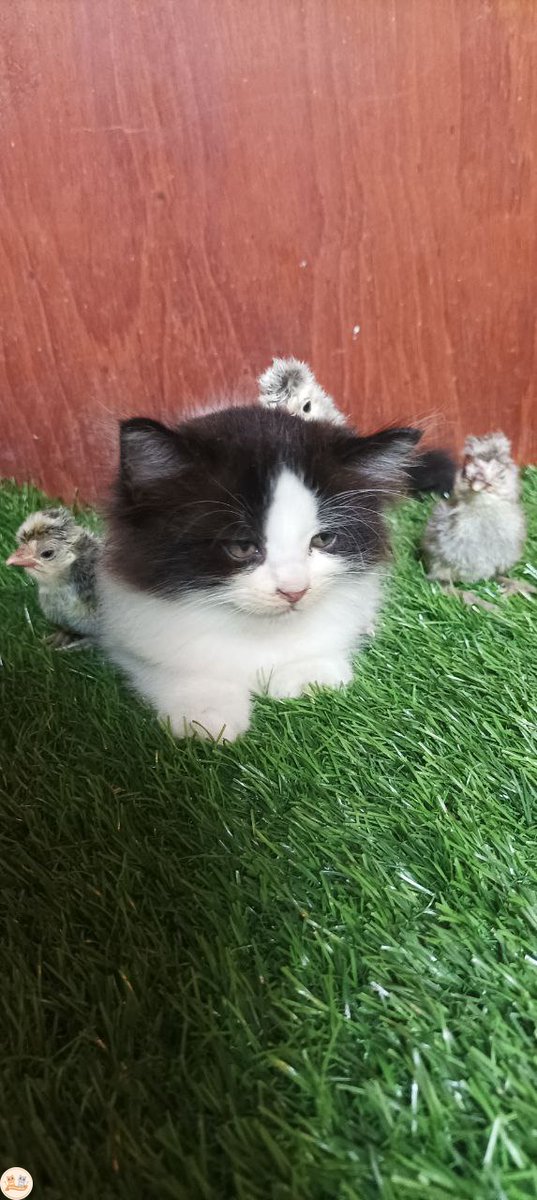 kochengfs's tweet photo. Momo hari ini dapat job jagain bocil bogel ini.. Gemes banget. 
Pengen Momo Happpp ni bocil bogel. Kcg! https://t.co/KiTVXEPnve