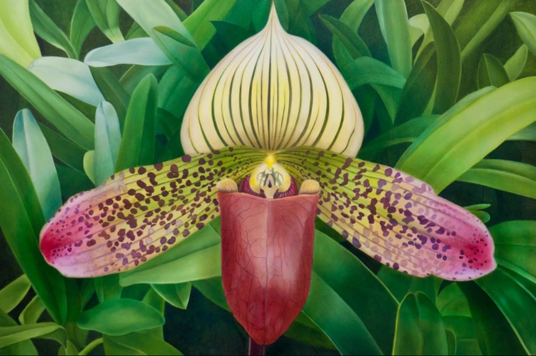 WomensArtForAll's tweet photo. Christine #Knize (@orchidpainterartist) •Paphiopedilum• #WomensArt #ArtByWomen #WomenArtists https://t.co/xmMu7Eihzb