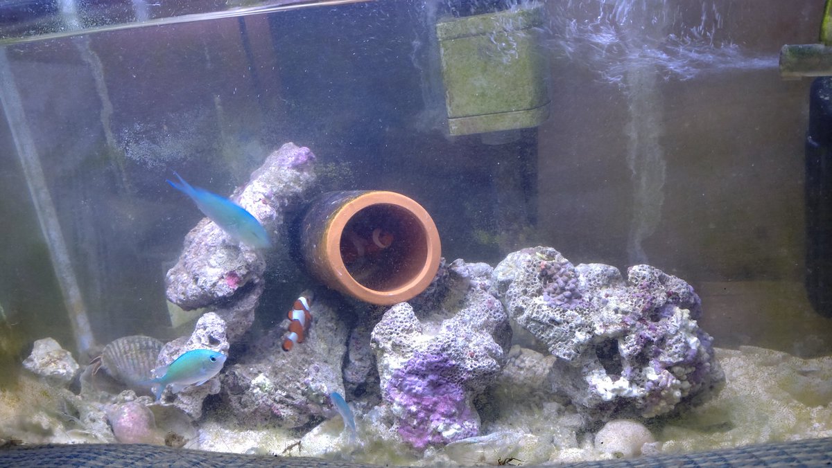 HIRO4923's tweet image. 魚は食べるより見る方が好きです #サステナデイズ