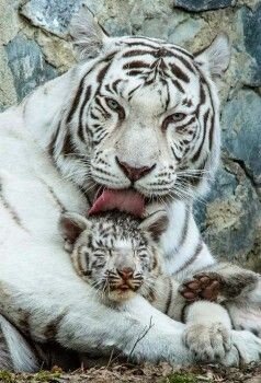 MARIALUISAMAR5's tweet photo. @marie_nassar @semrasevimli44 Good morning Marรญa Nassar #Thursday Motivaciรณn ๐ #AnimalLoves ๐ผ#CoffeeTime
โค#PeaceAndLove https://t.co/3kTHVJAxzx