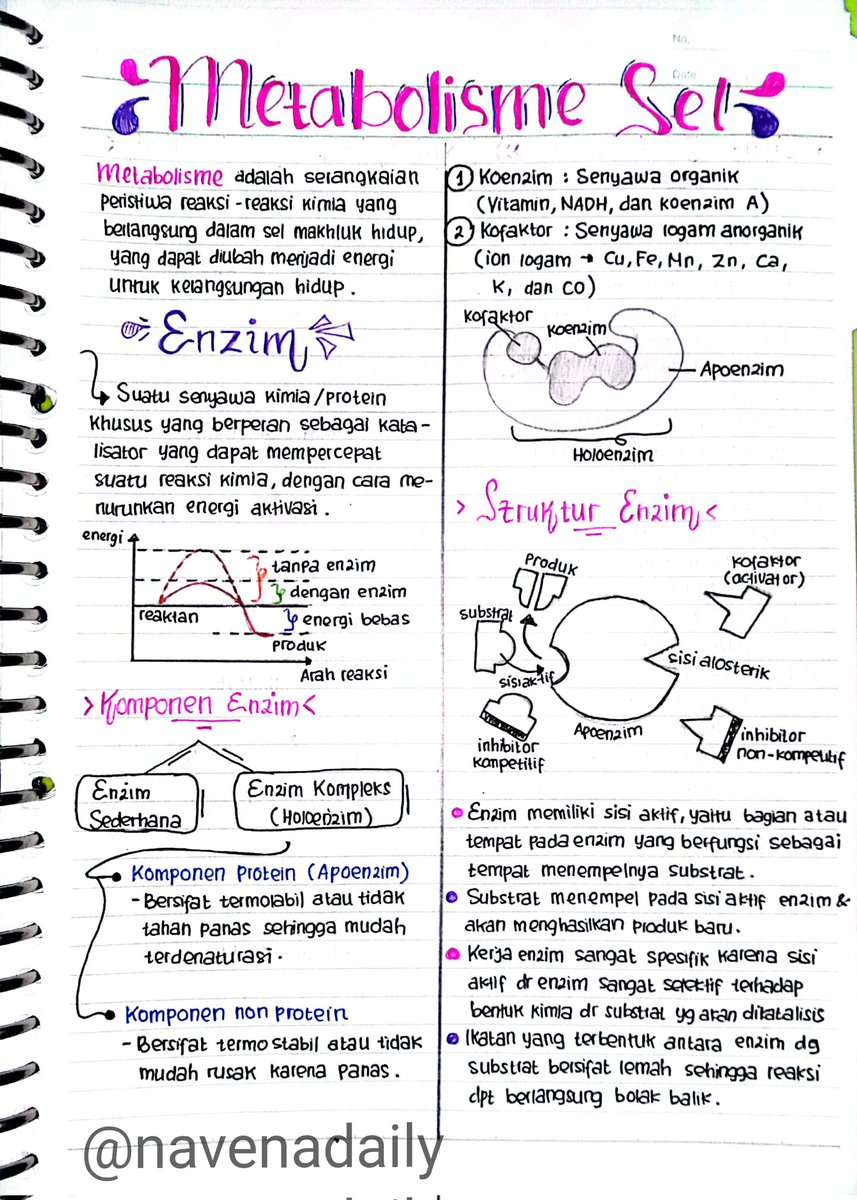navenadaily's tweet photo. 🎀 Catatan Metabolisme Sel 🧬
──kelas 12

sumber : youtube Gia Academy &amp; buku LKS https://t.co/d260R1BtSV