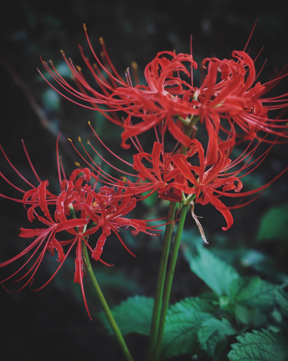 set_953's tweet image. 今秋

この前少し咲いてた彼岸花
まだまだ暑いけど少しずつ季節はかわっているんですね...😌

#今秋
#彼岸花
#clusteramaryllis
#スナップ写真
#snapshot
#はなまっぷ
#写真表現
#GRIIIx
#写真好きな人と繋がりたい
#キリトリセカイ