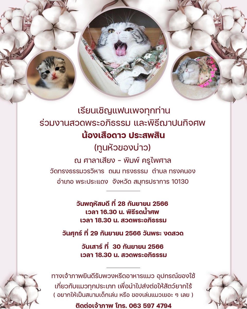 Catster & Co บ้านพักพิงแมวจร tweet media