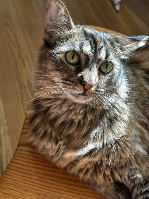 Silly cat https://t.co/tqDvJqZiwX