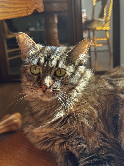 Silly cat https://t.co/tqDvJqZiwX