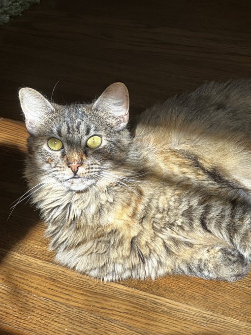 Silly cat https://t.co/tqDvJqZiwX