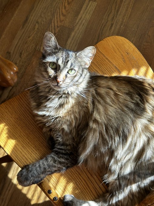 Silly cat https://t.co/tqDvJqZiwX