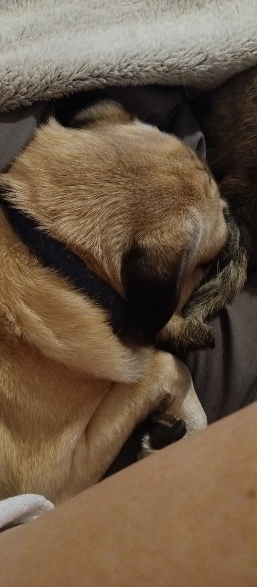 azdowney2288's tweet photo. @PugnatiousG Snoring louder than dad 🤣 Sweet dreams, sorry we were late to the chat https://t.co/rW2LDi8eLl