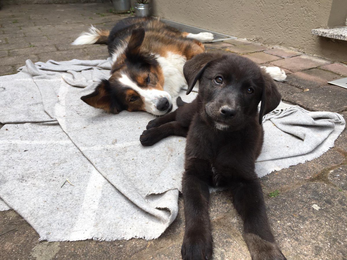 Guten Morgen liebes #Twitterrudel, und einen schönen #ThrowbackThursday. Hier mal ein Foto von meiner Hundemama und mir🥰. 
Habt den Tag pfein Pfreunde ❣️