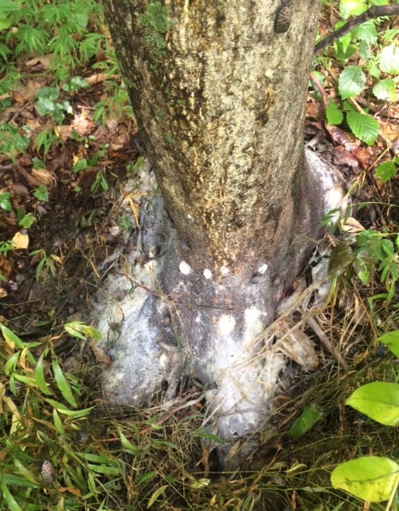NordsonGreen's tweet photo. Spotted lanternflies in Illinois are bad news. This is what they do to trees:
Pic credit: @EntomologyToday https://t.co/ebzE931Lqt