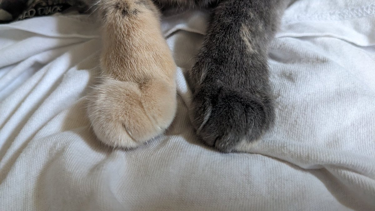 ぬこびさん@がんばらない tweet media