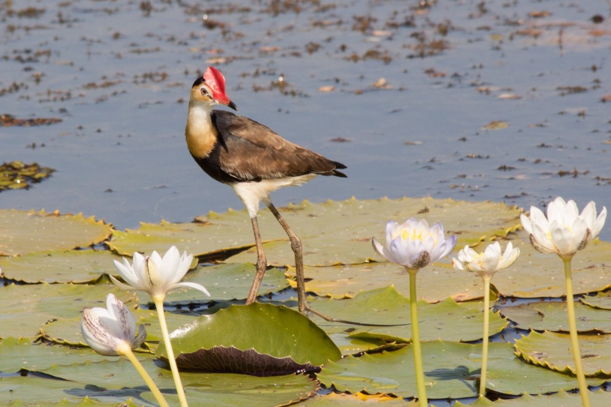 Anbangbang Billabong is an incredible part of Kakadu, a perfect way to start your #KakaduBirdWeek journey🐦✨. Join Ranger Oscar as he takes you on a walk through woodlands & paperbark forest in search for birdlife. Book your spot for this event on our website (link in bio)