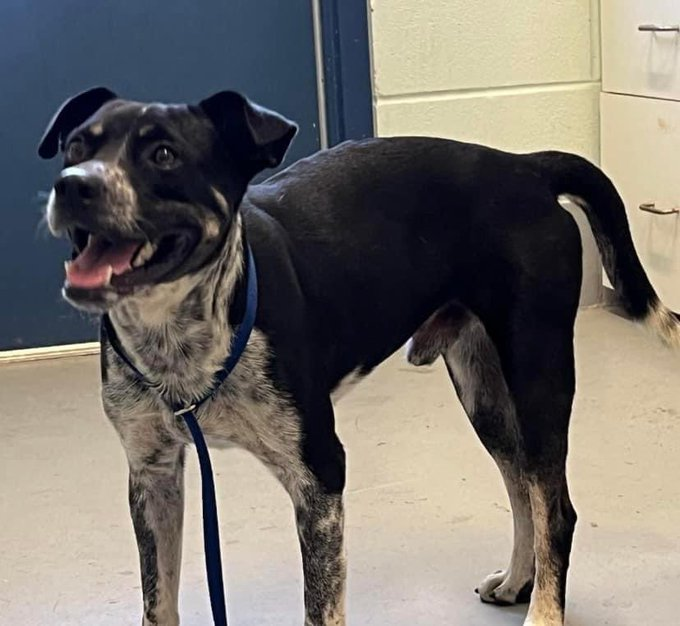 psychicwhisper3's tweet photo. 💖🐾JERRY💛#A359263 He Is 1 Yr Old
(M) 🇦🇺Cattle🐕Mix Did Well In Yard
Would Play🛝🤸For A Bit Then Be On His
Own. Gaining Confidence Slowly Its All
Strange To Him. #CorpusChristiTX Plan
A Bad End 4 Him😢🎯9/28 Noon⏰
VLow #Pledges🙏
📧ccacsrescues@cctexas.com
☎️361-826-4630 🏃♀️ https://t.co/p1Yb6j1GYF