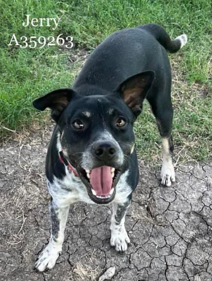 psychicwhisper3's tweet photo. 💖🐾JERRY💛#A359263 He Is 1 Yr Old
(M) 🇦🇺Cattle🐕Mix Did Well In Yard
Would Play🛝🤸For A Bit Then Be On His
Own. Gaining Confidence Slowly Its All
Strange To Him. #CorpusChristiTX Plan
A Bad End 4 Him😢🎯9/28 Noon⏰
VLow #Pledges🙏
📧ccacsrescues@cctexas.com
☎️361-826-4630 🏃♀️ https://t.co/p1Yb6j1GYF