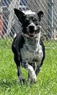 psychicwhisper3's tweet photo. 💖🐾JERRY💛#A359263 He Is 1 Yr Old
(M) 🇦🇺Cattle🐕Mix Did Well In Yard
Would Play🛝🤸For A Bit Then Be On His
Own. Gaining Confidence Slowly Its All
Strange To Him. #CorpusChristiTX Plan
A Bad End 4 Him😢🎯9/28 Noon⏰
VLow #Pledges🙏
📧ccacsrescues@cctexas.com
☎️361-826-4630 🏃♀️ https://t.co/p1Yb6j1GYF