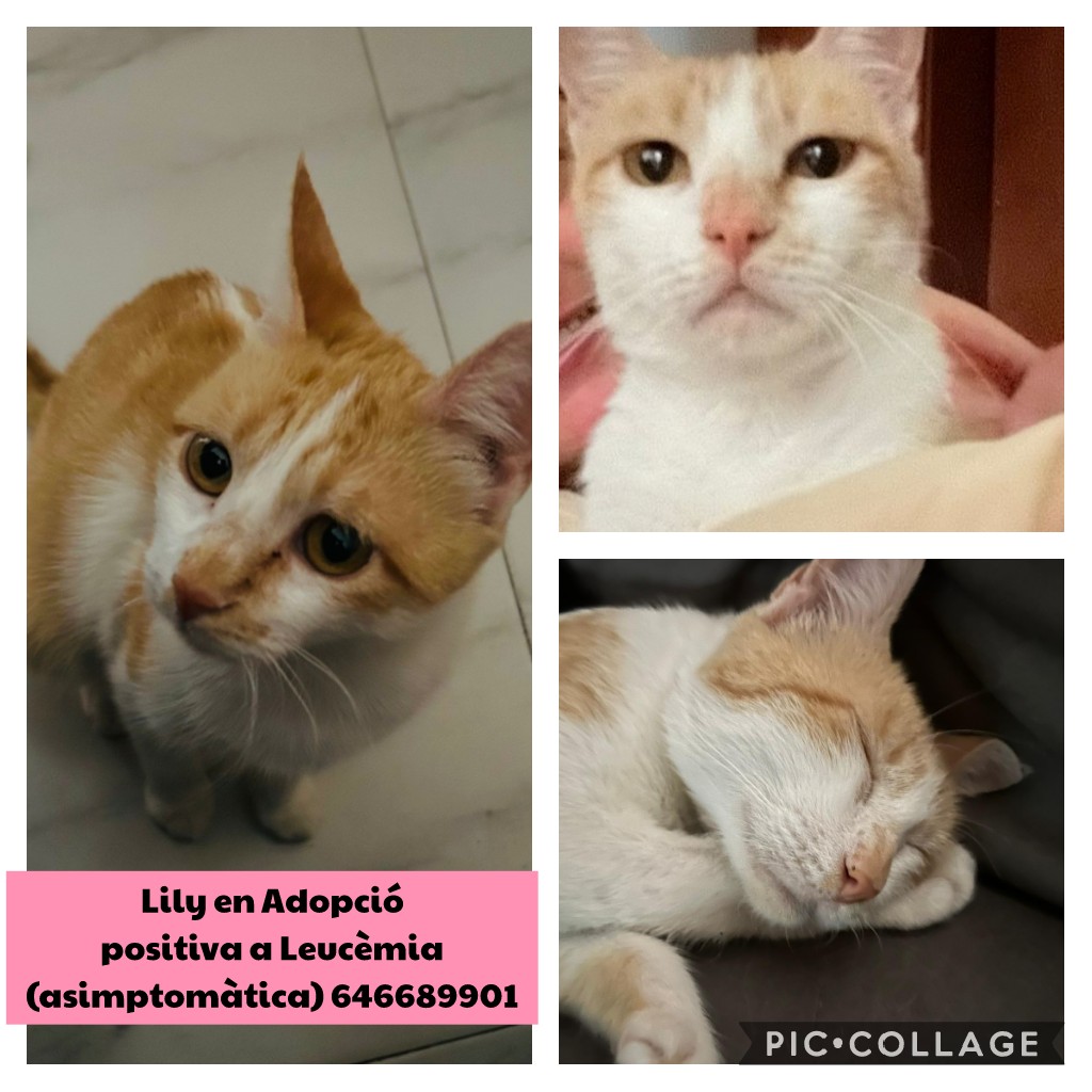 #Adopcio #Urgent Lily, gateta de 2 anys aprox Necessita urgentment  adopció. Positiva a Leucèmia (assimptomática). Lily és afectuosa i juganera, ha de ser animal únic, NO apta amb gats i gossos Contacte per DM amb mi. POT ViATJAR! #XarxaBarcelonaAdopcions #XarxaCatalunyaAdopcions