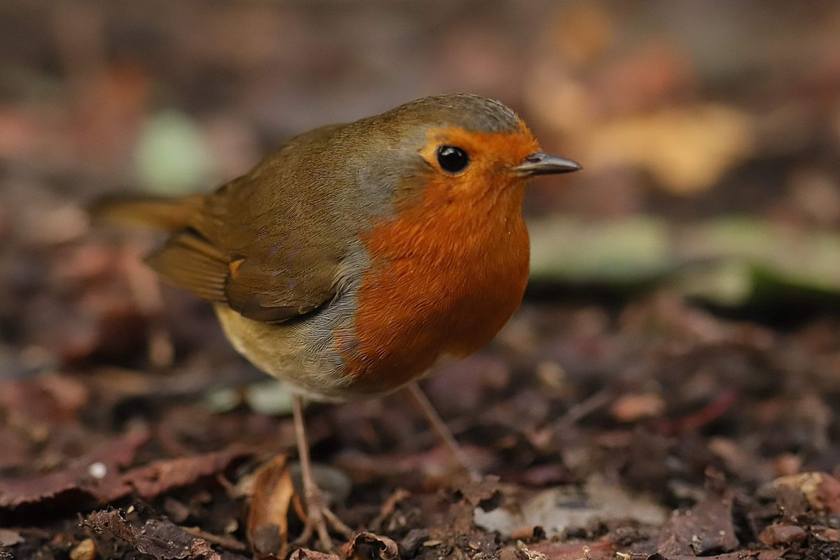 fo5tered's tweet photo. Robin in the Park early last Sunday morning #DDOR https://t.co/0n39XBbRQW