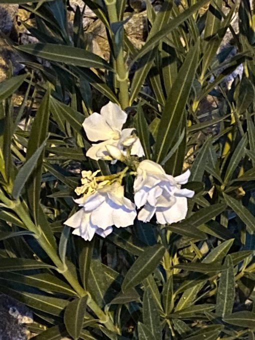 Along my blunt adventure https://t.co/OURkf9CQfX<a href="/tag/mvsales"class="tags"><span>#mvsales</span></a>