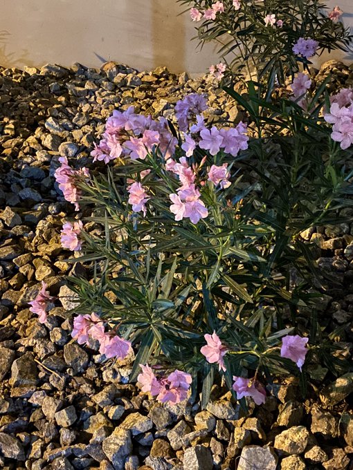 Along my blunt adventure https://t.co/OURkf9CQfX<a href="/tag/mvsales"class="tags"><span>#mvsales</span></a>