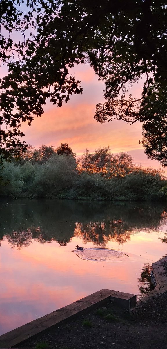 Good morning everyone 👋 wishing you all a terrific Thursday. Photo taken a couple of nights ago at the local brook #Sunset #ScenicView #LandscapePhotography #EveningWalk #DuckReport