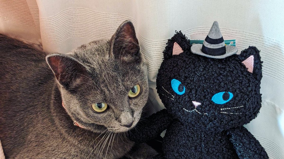 去年まで野良猫とは思えない可愛さ😍✨
