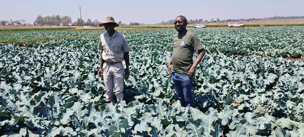 AMA horticulture expert <a href="/pandebwendengo/">Simon Pande</a> (right) conducting a pre-harvesting inspection at the Authority's project at Art Farm in the outskirts of Harare. 

Broccoli is now ready for harvest and soon it will hit the market.
<a href="/basera_john/">John Basera</a>