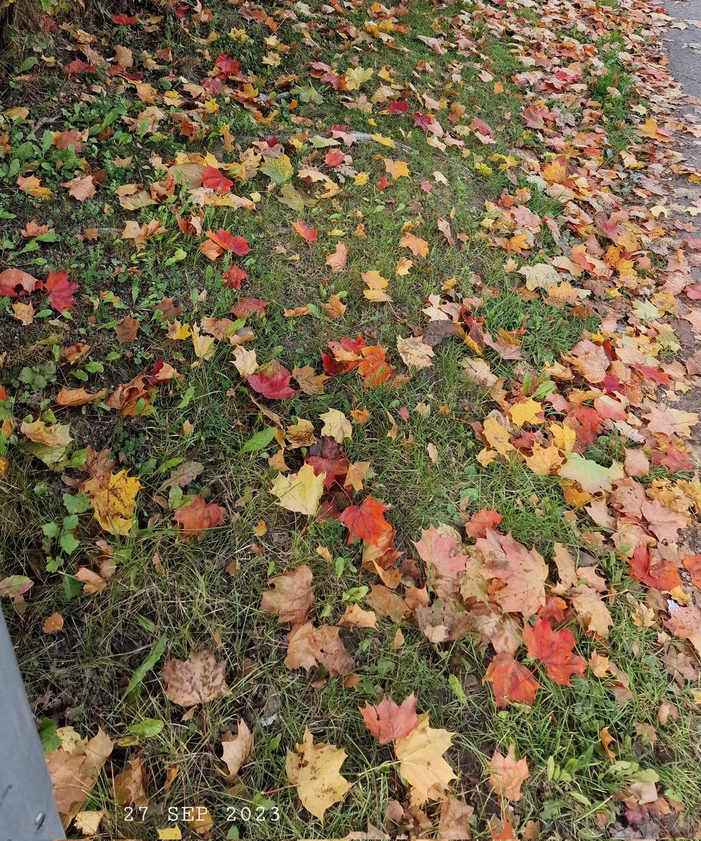 IDadzkov's tweet photo. Fall leaves. Höstlöv. Осенние листья.
#nature #fall #leaves #höstlöv #FallPhoto https://t.co/KJHjcFSIYC