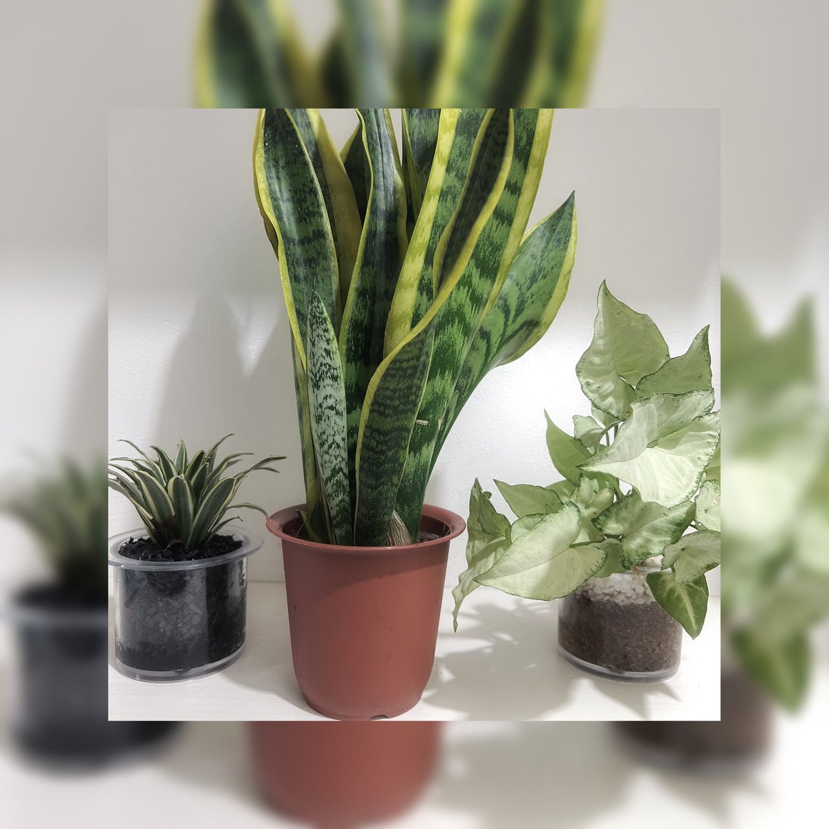 ⠀
今日から新入り🌱

どこに置こうか迷う🌱
⠀