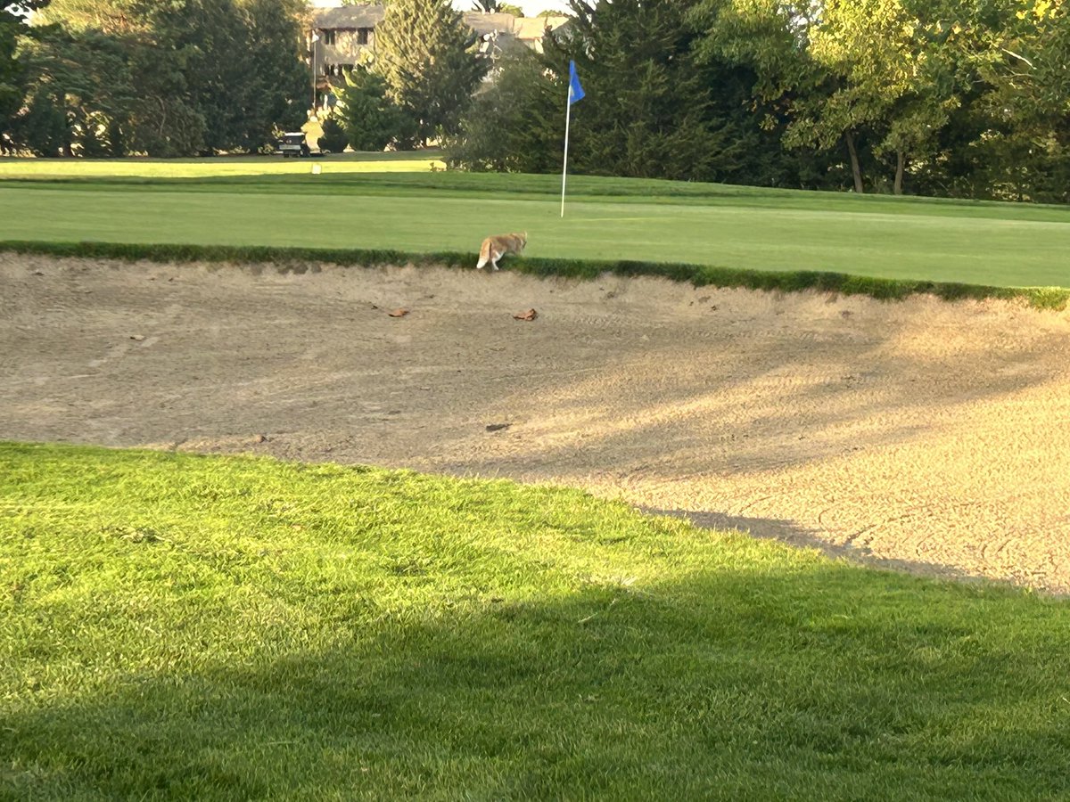LPN_Greens's tweet image. Hey Duz your can got out and took a Duce in #8 bunker  #pooperscooper