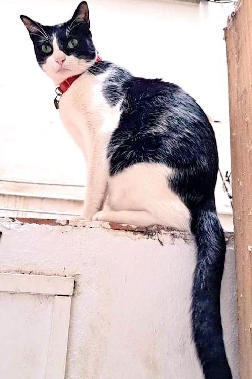 animalsmaresme's tweet photo. Gat perdut a #VilassardeMar. Es diu PUK i al collar hi porta una plaqueta amb el telèfon, si el veus > 617 729 938 #xarxabarcelonaperduts #gràcies #maresme https://t.co/0cXQRLIwVG
