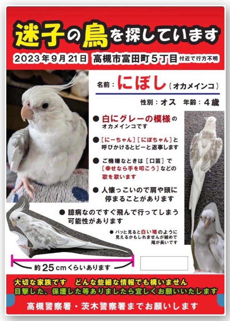 Kayo_Shiori's tweet photo. にぼしの口笛聴きたいなぁ。肩で💩した時のあのおとぼけ顔、もっかいみたいなぁ。早く帰っておいで(泣)みんな待ってるから。。。
何処かで目撃したり保護して下さってる方居たら高槻警察署までお願いします。私にでも大丈夫ですので。
#オカメインコ 
#迷子
#鳥
#大阪府
#高槻市
#拡散希望 https://t.co/3HWj6I5FKV