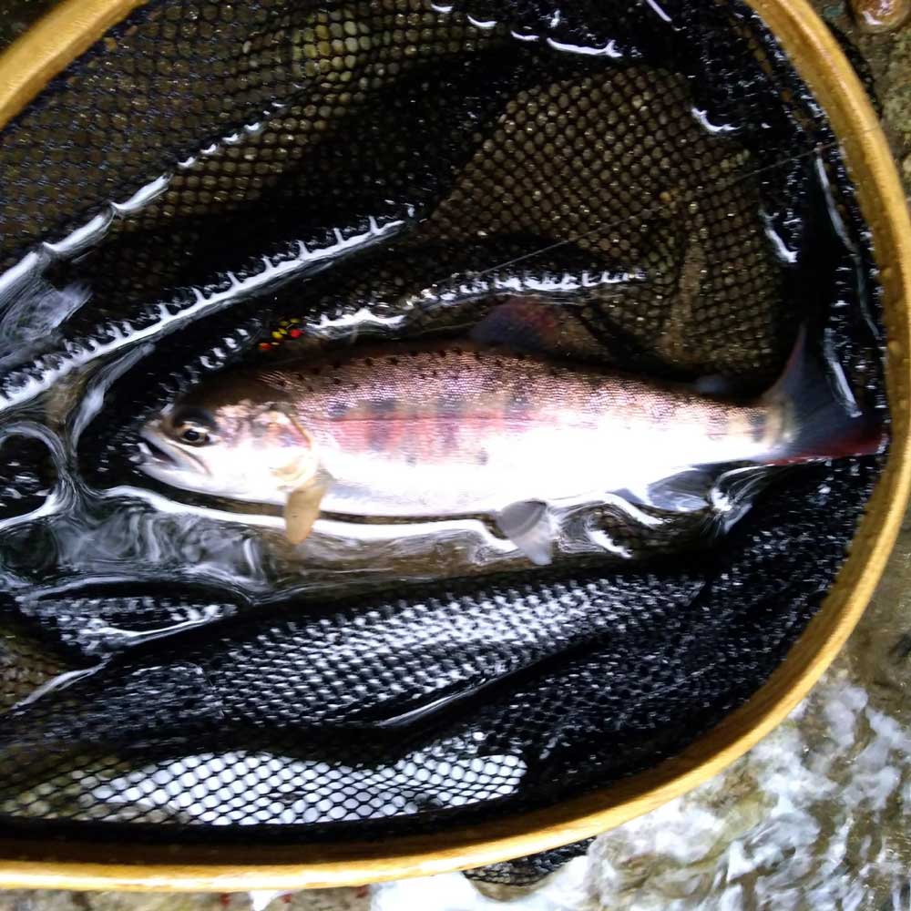 LUNKERS1993's tweet photo. 2023常陸ヤマメ最終は１時間４匹　季節外れの蒸し暑さにもかかわらず　もううっすらと婚姻色が
又　来年遊んでください
＃スピナー
＃奥久慈
#fujitackle
#レグロン https://t.co/CIHSthPg2h