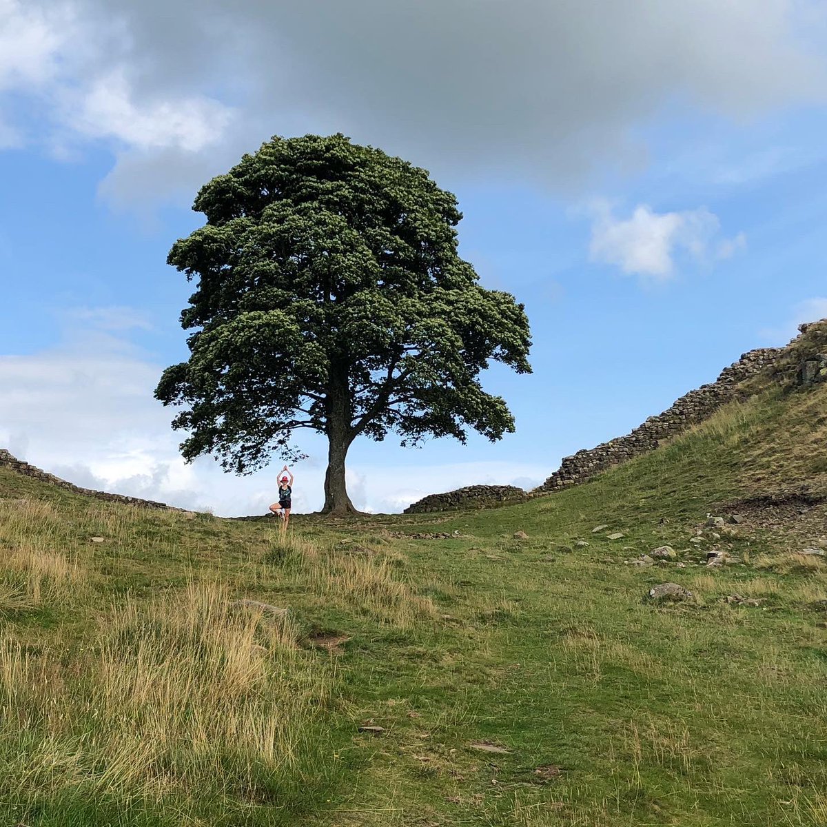 Absolutely shocking news about #SycamoreGap. Happy memories of a Northumberland camper-van holiday..