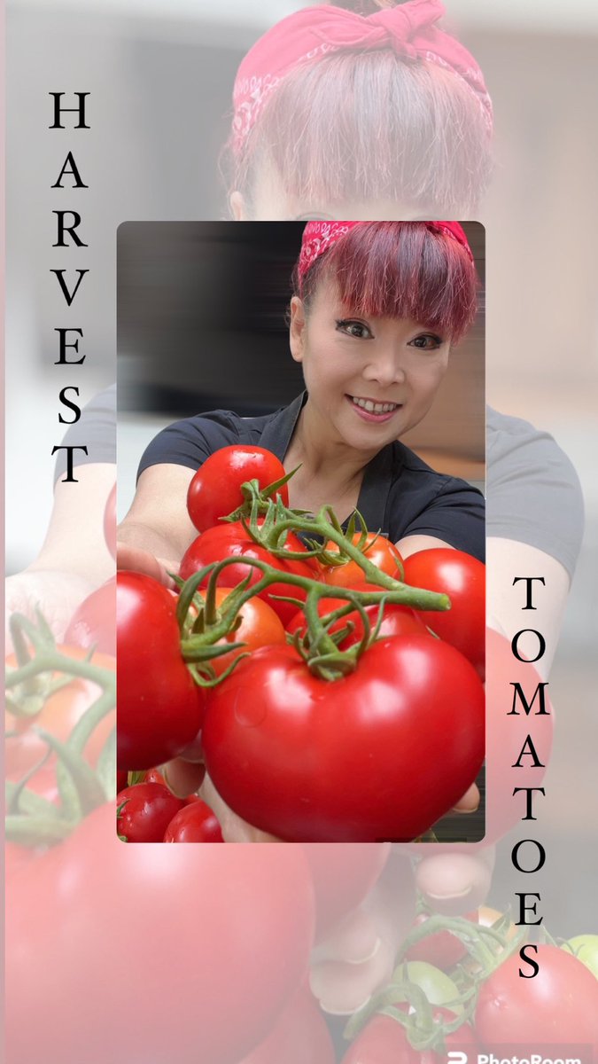 cherish_finden's tweet photo. Harvesting tomatoes
A delightful culinary affair, brimming with the pleasure of nurturing a seed into a luscious, juicy fruit.
#tomato
#food
#tomatoes
#firsttime
#firsttimegardener #tomatoesharvest
#chef
#instafood #foodphotography #yummy
#healthyfood #growfromseed https://t.co/FJ8e1HNwJE