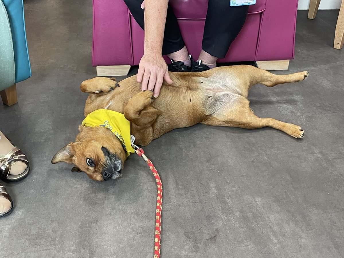 DaisyThePatDog's tweet photo. We’ve not been on for a while as I was really poorly 🤒 But I’m all signed off by the vet and I’m back to work! 
This week I visited @mulberryward1 and @OJA_Brumby in Scunthorpe. It was AMAZING!! I had the best time ever. I love my job https://t.co/KWfEoCvSVY