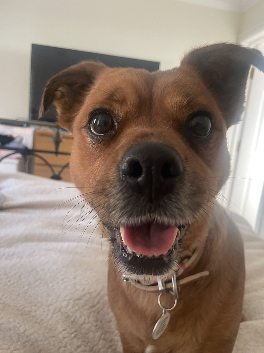 We’ve not been on for a while as I was really poorly 🤒 But I’m all signed off by the vet and I’m back to work! 
This week I visited <a href="/mulberryward1/">Mulberry house</a> and <a href="/OJA_Brumby/">OJA Brumby</a> in Scunthorpe. It was AMAZING!! I had the best time ever. I love my job