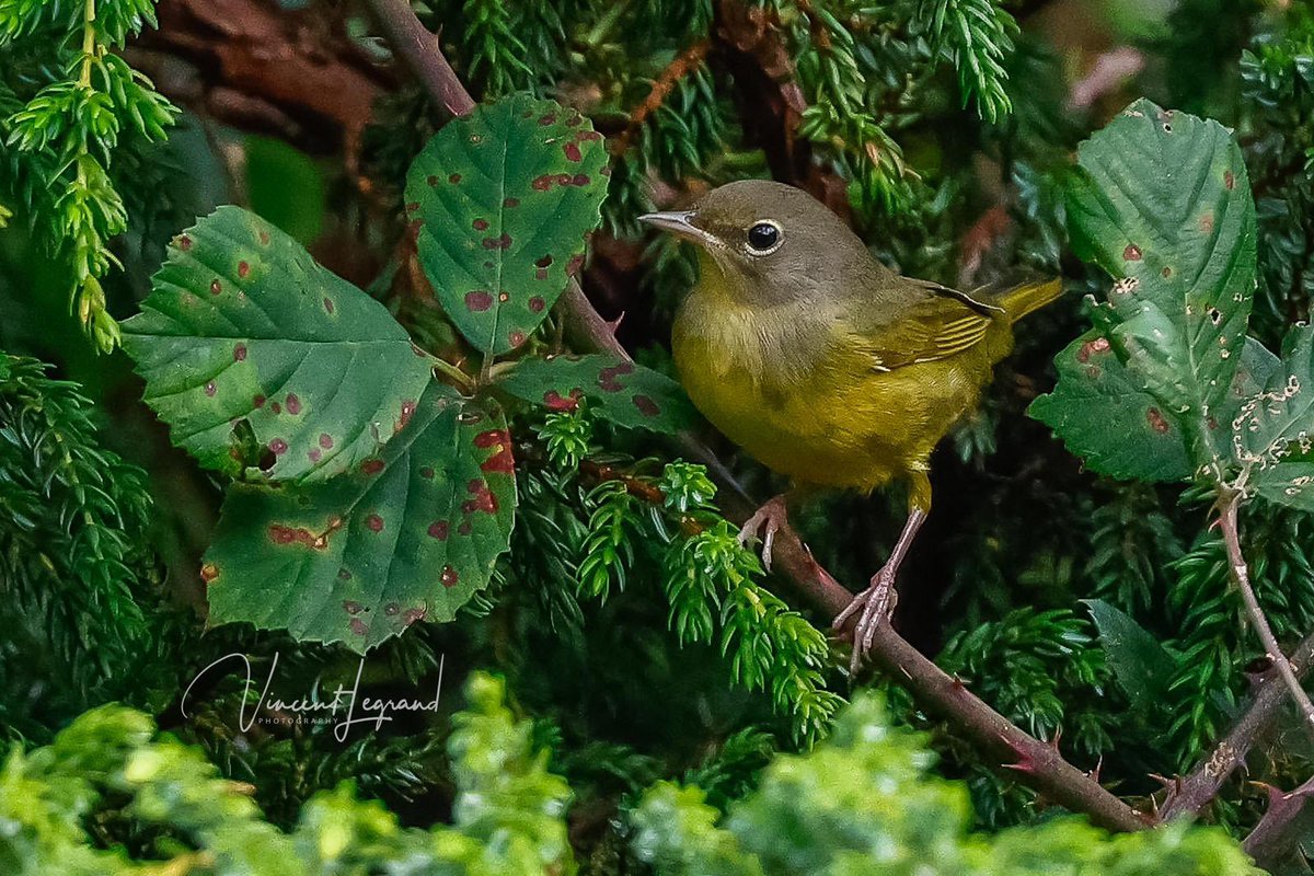 Western Palearctic tweet media