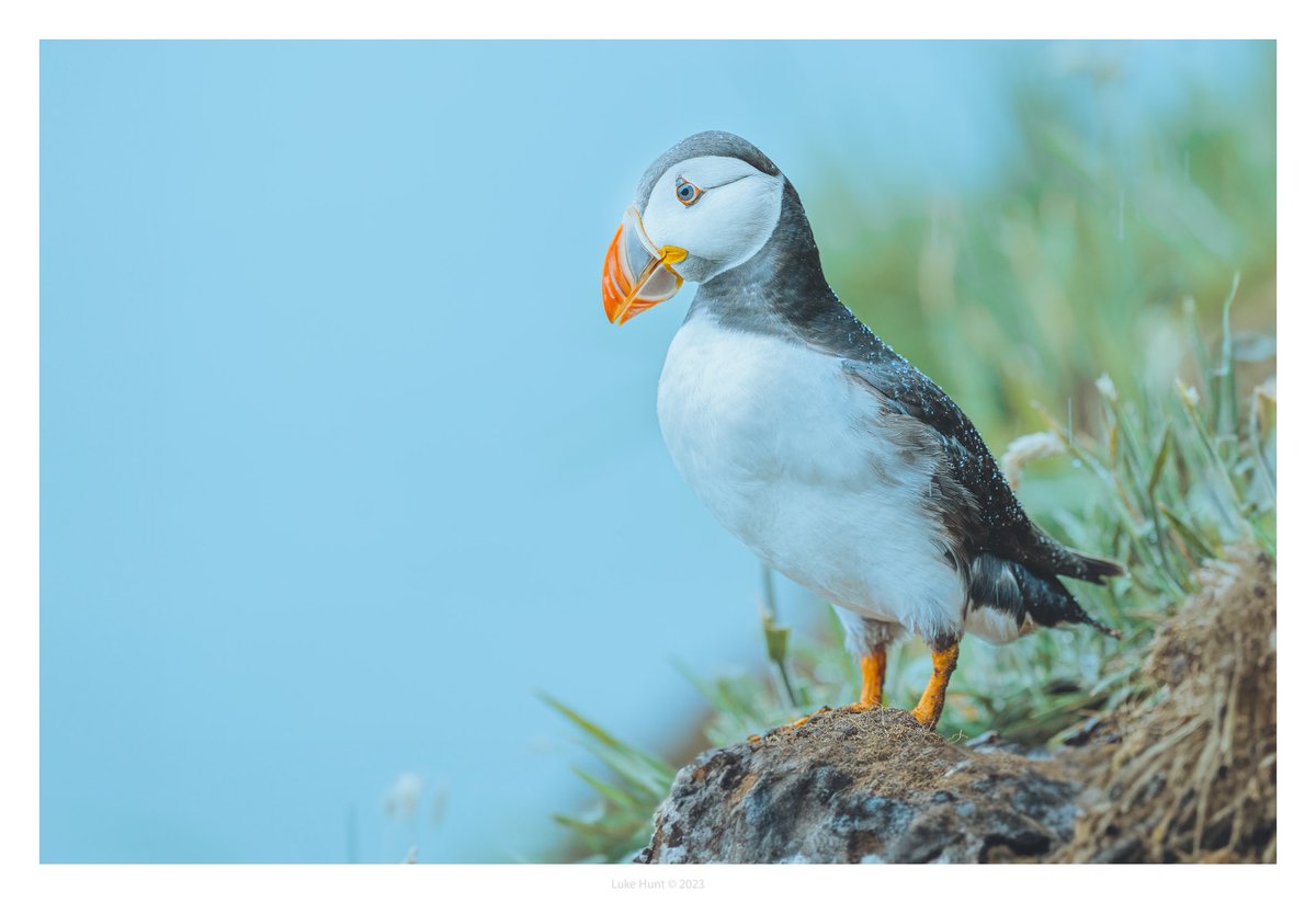 Puffin portraits 

 #puffins #puffin #skomer #skomerisland #seabirds #nikon #uk_wildlife_images #british_wildlife_hub #wildlifephotography #birdphotography #naturephotography #birdsofinstagram #naturelovers #birdlover #zcreators #nikon #nikonphotography #z9 @UKNikon @NikonEurope