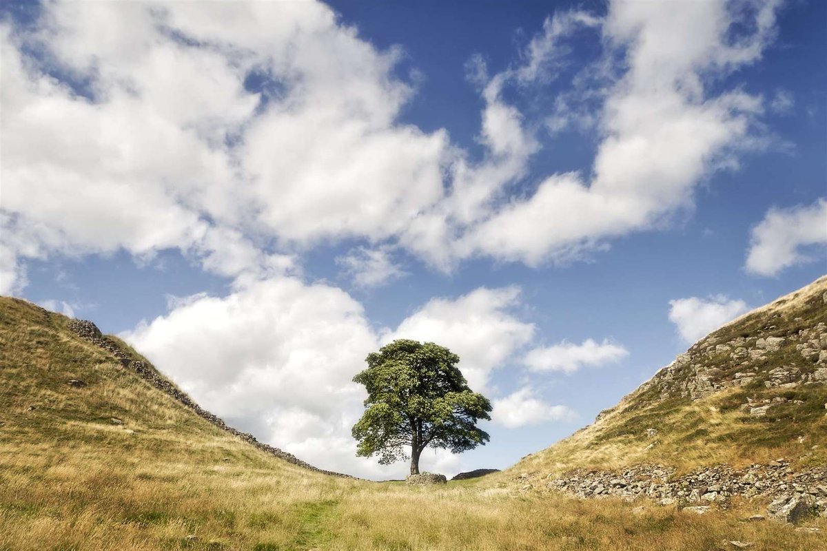 OptimoPrincipi's tweet photo. The beautiful Sycamore Gap tree on Hadrian's Wall. Gone. https://t.co/3PTtHA7Llo