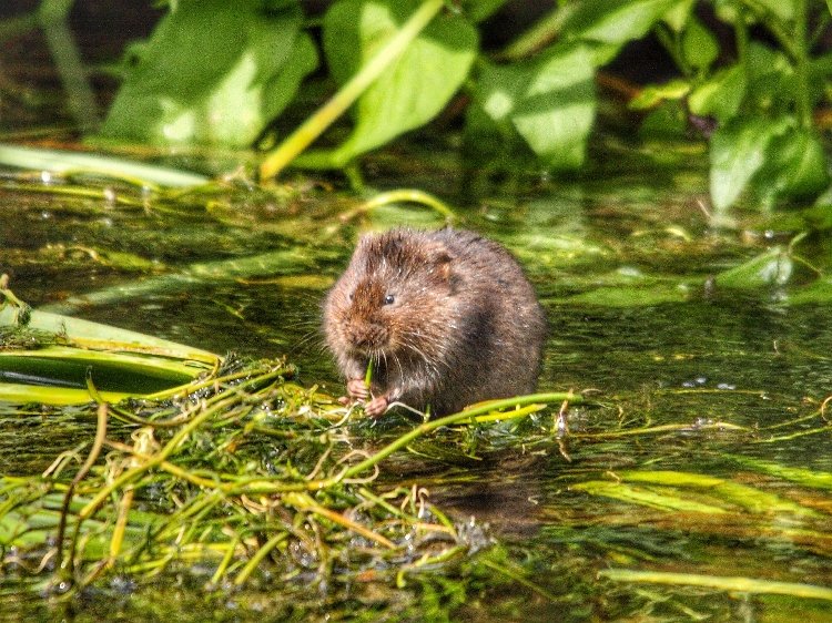 Cumbria in Bloom highlights the 2023 State of Nature Report - cumbria-in-bloom.org.uk/uk-state-of-na…
Water Vole by Jonathan Ridley on Unsplash