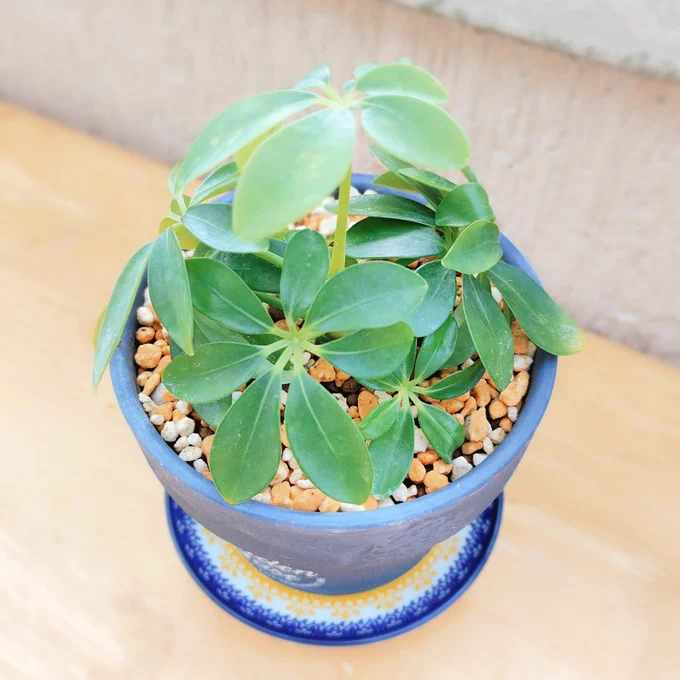 カポック水耕栽培から植木鉢へ 